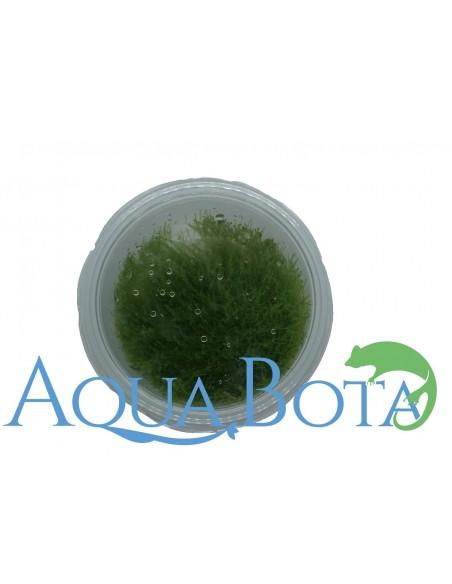 Amblystegium serpens - In Vitro Cup  - 2
