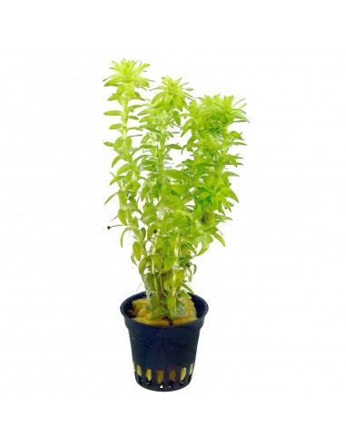 Tonina fluviatilis  - 1