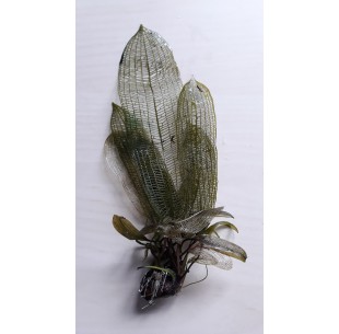 Aponogeton fenestralis  - 1