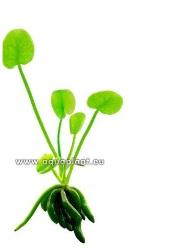 Nymphoides aquatica  - 1