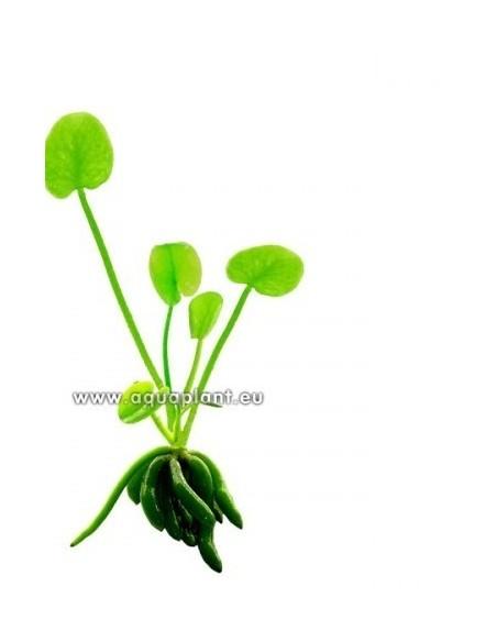 Nymphoides aquatica  - 1