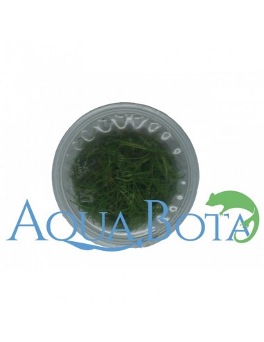 Eleocharis sp.'Mini' - In Vitro Cup  - 1