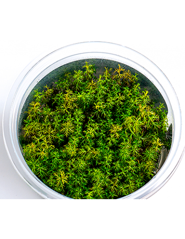 Myriophyllum sp. 'aquaticum'- In Vitro Cup  - 1