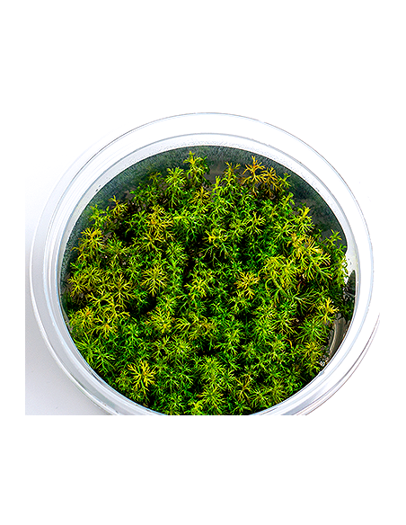 Myriophyllum sp. 'aquaticum'- In Vitro Cup  - 1