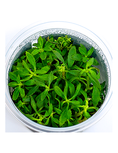 Limnophila hippuridoides - In Vitro Cup  - 1