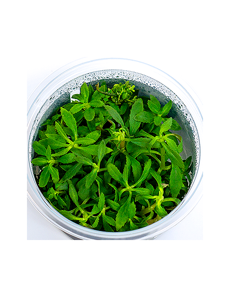 Limnophila hippuridoides - In Vitro Cup  - 1