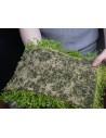 Tapis Micranthemum Montecarlo 30x20cm  - 2