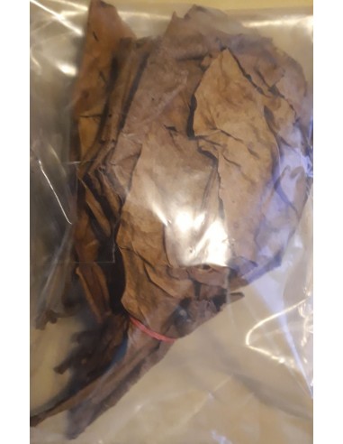 Feuille Catappa 10p M  - 1