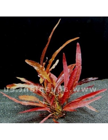 Barclaya Longifolia  - 1