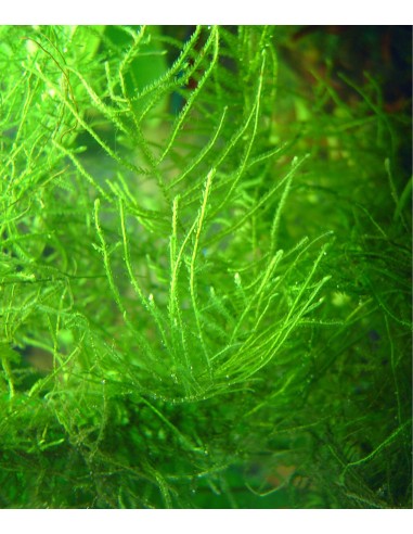 Taxiphyllum barbieri (Anciennement: Vesicularia dubyana)  - 2