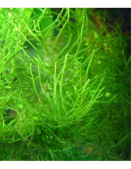 Taxiphyllum barbieri (Anciennement: Vesicularia dubyana)  - 2