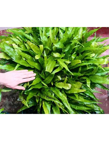 Microsorum pteropus XXL  - 1