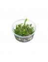 Microsorum pteropus 'Petit' - In Vitro Cup  - 1