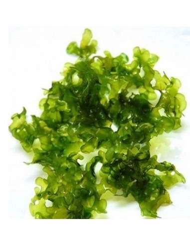 Monosolenium Tenerum - gobelet  80ml  - 1