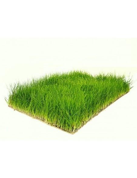 Tapis Eleocharis parvula 30x20cm  - 1