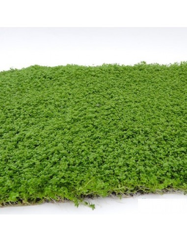 Tapis Hemianthus callitrichoides 30x20cm  - 1