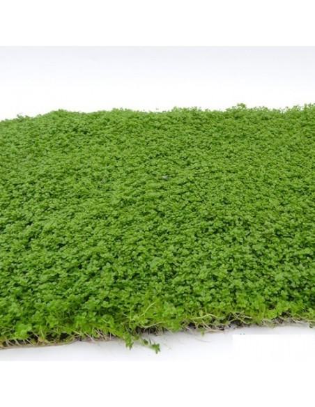 Tapis Hemianthus callitrichoides 30x20cm  - 1