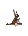 Moorse wortel 15 tot 25cm 1p AMTRA - 1