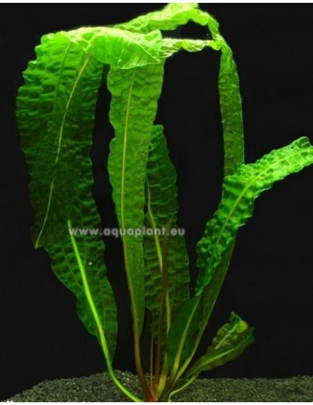 Aponogeton boivinianus  - 1