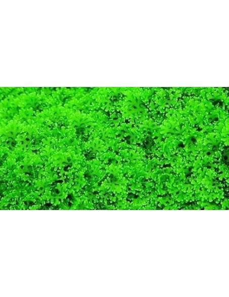 Riccardia graeffei (mini Pelia) - mini gobelet 50 ml  - 1