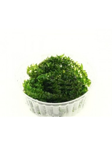 Giant Willow moss (Fontinalis antiperytica var. Gigantea) cup  - 1