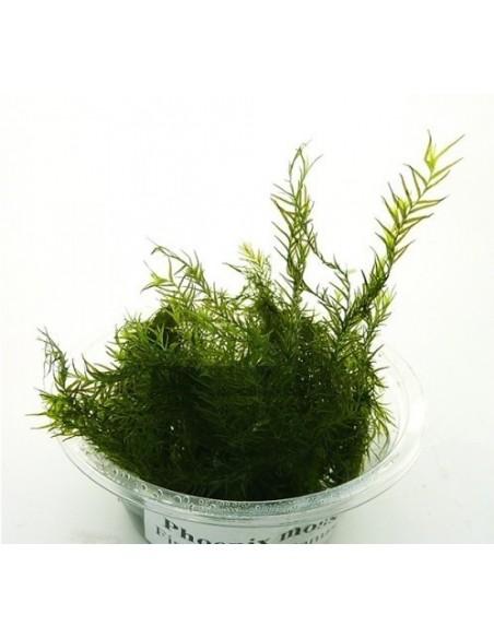 Phoenix moss (Fissidens fontanus) - mini gobelet 80 ml  - 1
