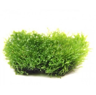 Riccardia Chamedryfolia - Coral Moss invitro Tropica - 2 2