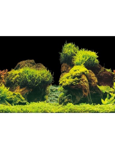 Achtergrondposter Steen/plant Aqua-NoVa - 2