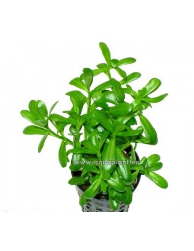 Hedyotis salzmannii  - 1