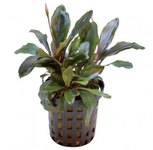 Bucephalandra Theia  - 1
