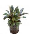 Bucephalandra Theia  - 1
