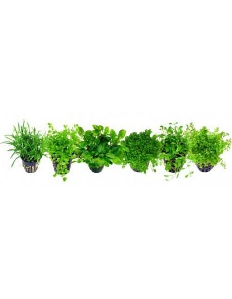 1 plante mix  - 1