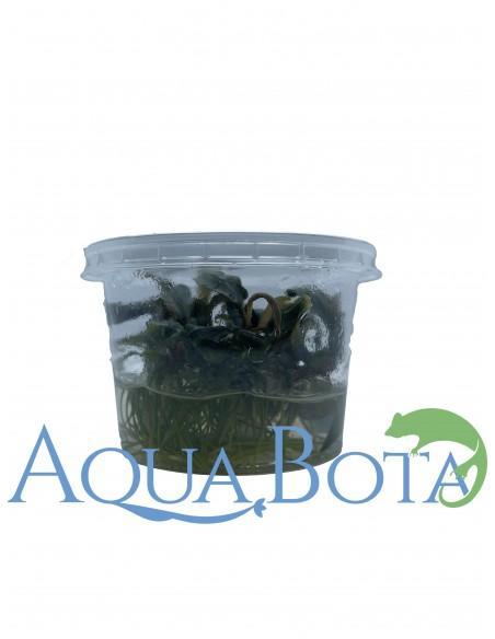 Bucephalandra 'Blue Green' - In vitro  - 1