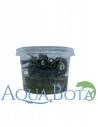 Bucephalandra 'Blue Green' in vitro  - 1
