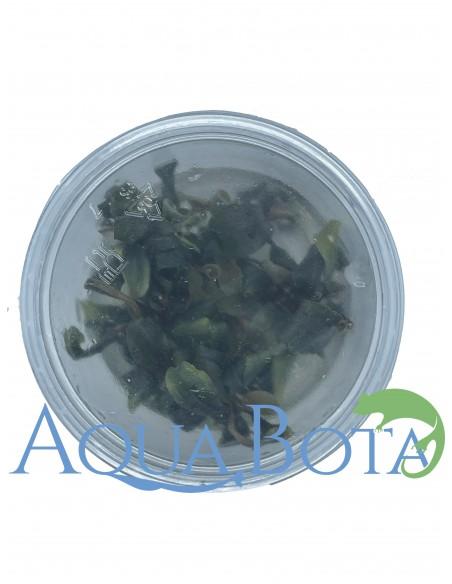 Bucephalandra 'Blue Green' - In vitro  - 2