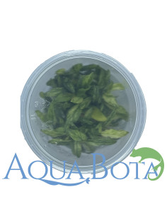 Anubias barteri var. glabra variegata  - In vitro  - 1