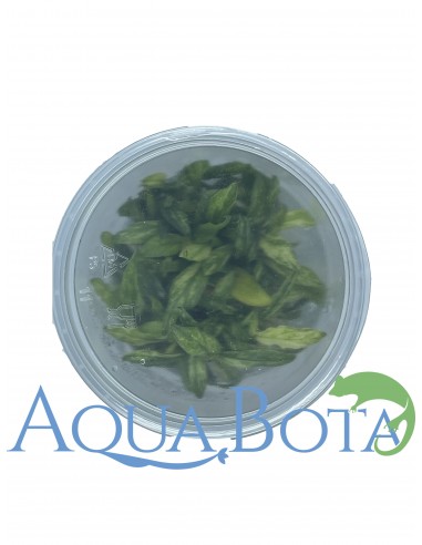 Anubias barteri var. glabra variegata  - In vitro  - 1