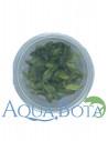 Anubias barteri var. glabra variegata- In vitro  - 1