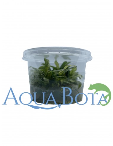 Anubias barteri var. glabra variegata  - In vitro  - 2