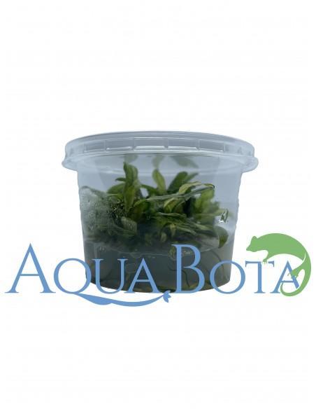 Anubias barteri var. glabra variegata  - In vitro  - 2