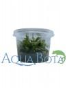 Anubias barteri var. glabra variegata- In vitro  - 2