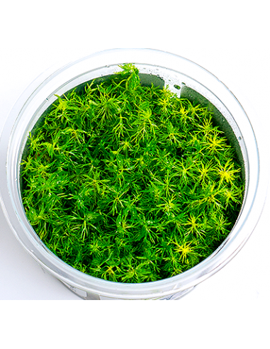 Myriophyllum mattogrossense - In Vitro Cup  - 1