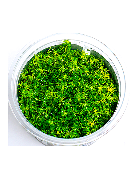 Myriophyllum mattogrossense - In Vitro Cup  - 1