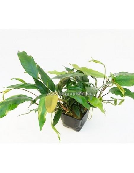 Anubias barteri var. glabra XL  - 1