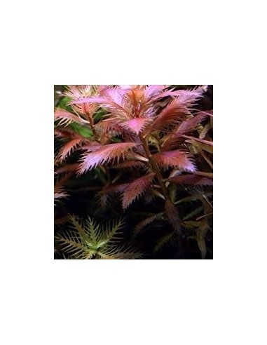 Proserpinaca palustris  - 2