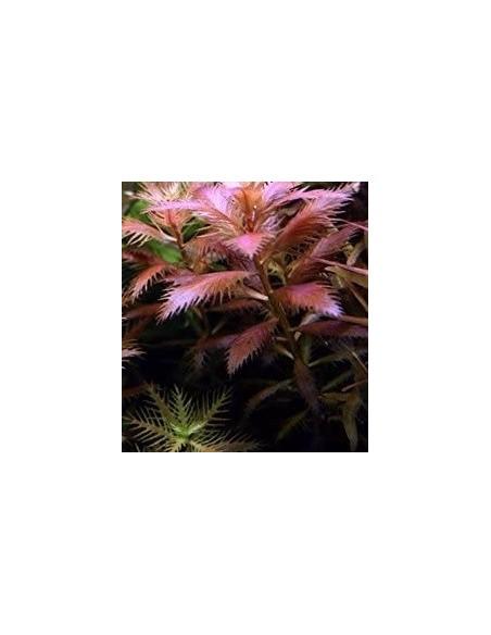 Proserpinaca palustris  - 2