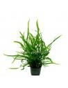 Microsorum pteropus Trident  - 1
