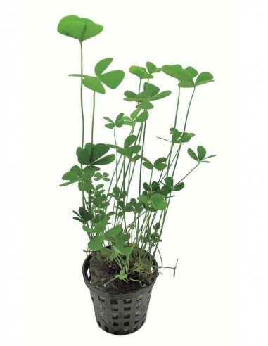 Marsilea cerata  - 1