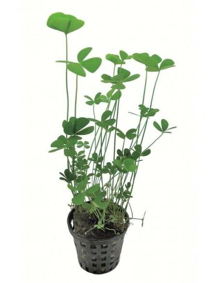 Marsilea cerata  - 1