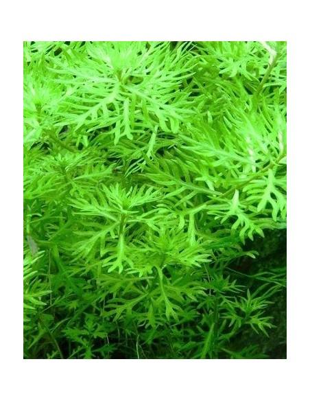 Hottonia inflata (Proserpinica pectinata) - In vitro  - 1